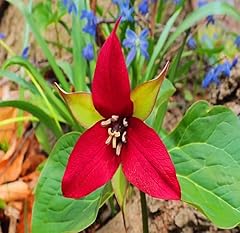 100pcs red trillium for sale  Delivered anywhere in USA 