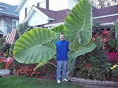 Colocasia gigantea thailand for sale  Delivered anywhere in USA 