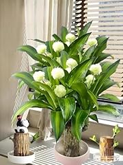 Brazilian lucky tree for sale  Delivered anywhere in USA 