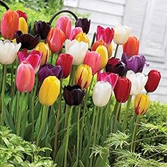 Tulip everlasting mixed for sale  Delivered anywhere in UK