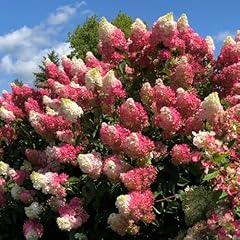 Hydrangea plant live for sale  Delivered anywhere in USA 