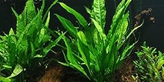 Java felce microsorum usato  Spedito ovunque in Italia 