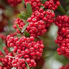 Pyracantha red column for sale  Delivered anywhere in UK
