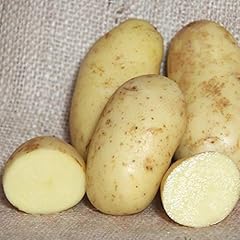 Charlotte patate semina usato  Spedito ovunque in Italia 