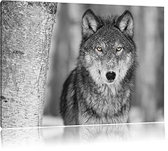 Belle loup vigilant d'occasion  Livré partout en Belgiqu