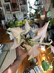 Syngonium pink perfection for sale  Delivered anywhere in USA 