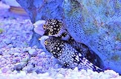 Snowflake eel saltwater for sale  Delivered anywhere in USA 