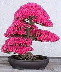 Bonsai azalea bellissimi usato  Spedito ovunque in Italia 