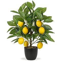 citronnier d'occasion  Livré partout en France