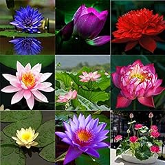 Graines fleur lotus d'occasion  Livré partout en France