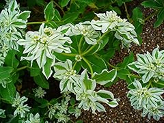 Graines euphorbia marginata d'occasion  Livré partout en France