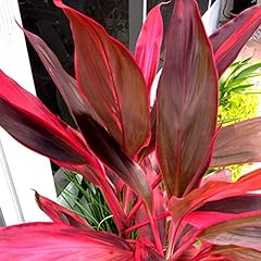 Hawaiian red leaf for sale  Delivered anywhere in USA 