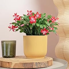 Christmas cactus schlumbergera for sale  Delivered anywhere in UK