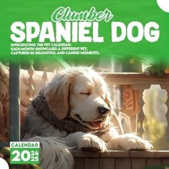 Clumber spaniel dog for sale  Delivered anywhere in UK