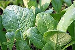 Mustard greens seed for sale  Delivered anywhere in USA 