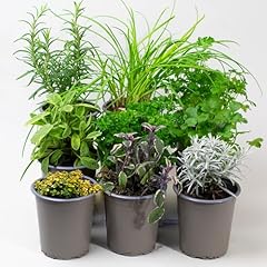 Mixed herbs plants for sale  Delivered anywhere in UK
