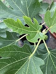 Fig tree brown for sale  Delivered anywhere in Ireland
