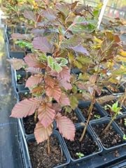 Purple copper beech for sale  Delivered anywhere in UK