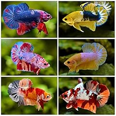 Tropical breeding pair for sale  Delivered anywhere in USA 