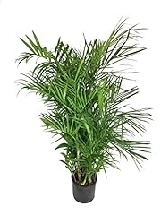 Bamboo palm live for sale  Delivered anywhere in USA 