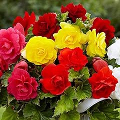 Begonia double mix for sale  Delivered anywhere in Ireland