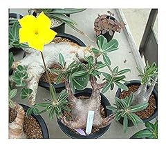 Pachypodium cactipes madagaska gebraucht kaufen  Wird an jeden Ort in Deutschland
