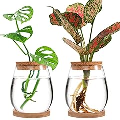 Biggun plants propagation for sale  Delivered anywhere in USA 