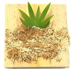Bloomify mounted miniature for sale  Delivered anywhere in USA 
