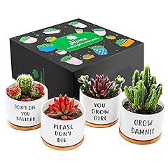 Gemwave small succulent for sale  Delivered anywhere in USA 