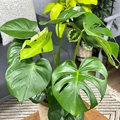Chuxay garden monstera for sale  Delivered anywhere in USA 