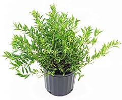 Deutzia gracilis nikko for sale  Delivered anywhere in USA 