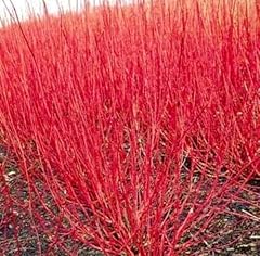 Red twig dogwood for sale  Delivered anywhere in USA 