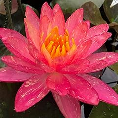 Planterest nymphaea wanvisa for sale  Delivered anywhere in USA 