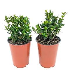Easy grow boxwood for sale  Delivered anywhere in USA 