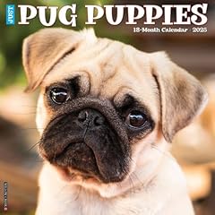 Pug puppies 2025 for sale  Delivered anywhere in UK