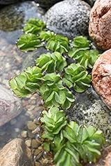 Wasserpflanzen wolff salvinia gebraucht kaufen  Wird an jeden Ort in Deutschland