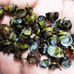 Assorted horn nerite for sale  Delivered anywhere in UK