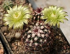 Echinocereus viridiflorus hedg for sale  Delivered anywhere in UK