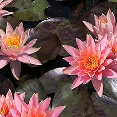 Prakisad live perennial for sale  Delivered anywhere in USA 