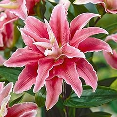 Tree lily bulbs for sale  Delivered anywhere in UK