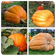 Semi zucca atlantic usato  Spedito ovunque in Italia 