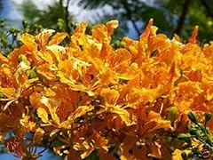 Yellow flamboyan royal for sale  Delivered anywhere in USA 