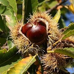 Sweet chestnut tree for sale  Delivered anywhere in UK