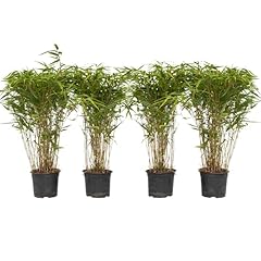 Plant box fargesia d'occasion  Livré partout en France