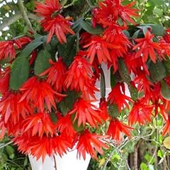 Red easter cactus for sale  Delivered anywhere in USA 
