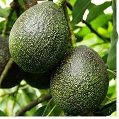Generic 9eztropical gem for sale  Delivered anywhere in USA 