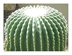 Echinocactus grusonii brevispi d'occasion  Livré partout en France