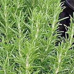 Rosemary herb seed for sale  Delivered anywhere in USA 