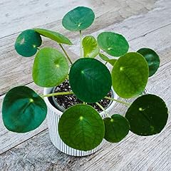 Winterharte pilea peperomioide gebraucht kaufen  Wird an jeden Ort in Deutschland