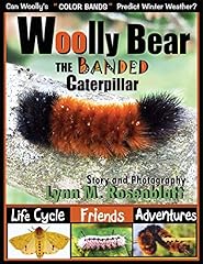 Woolly bear banded for sale  Delivered anywhere in UK